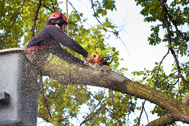 Best Tree Maintenance Programs  in Brigham City, UT